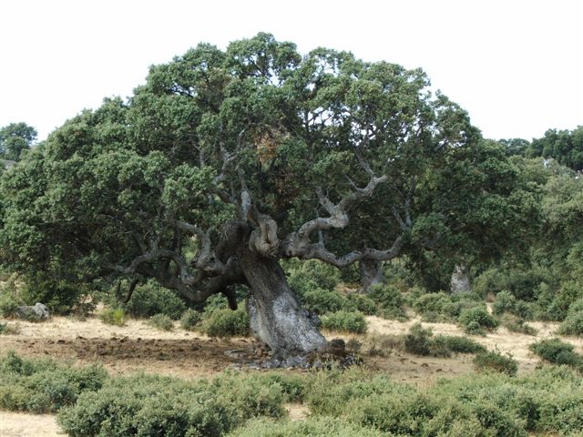 Imagen de Navas de Bureba
